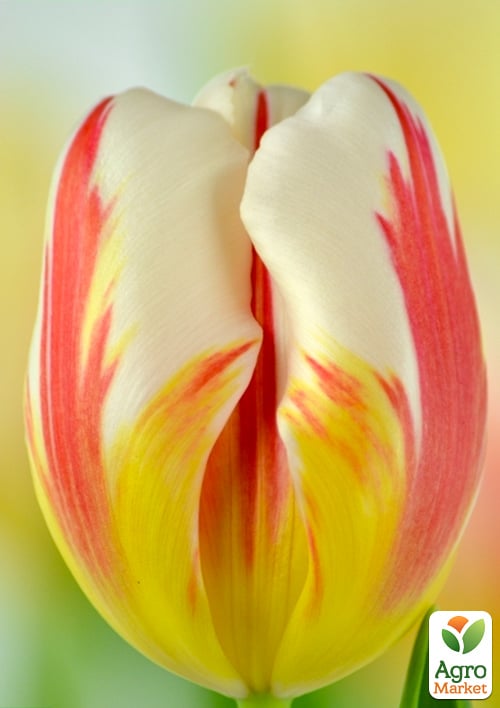 

Тюльпан Carnaval de Rio