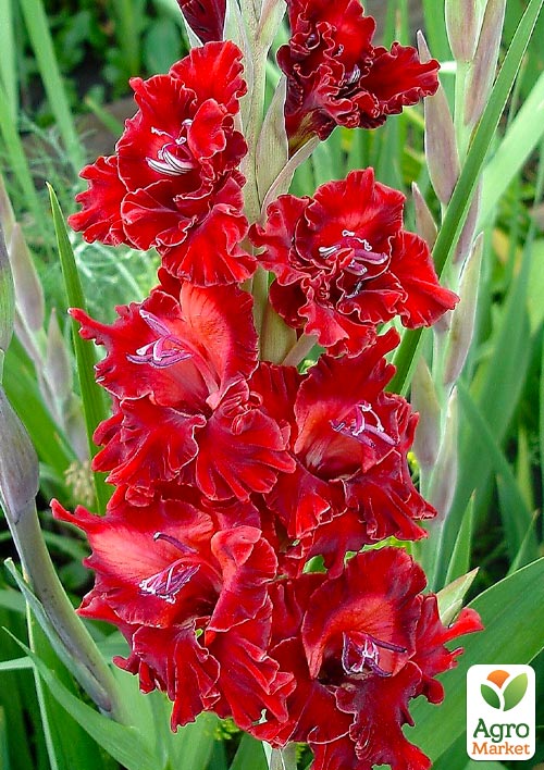 

Гладиолус Fire Cracker