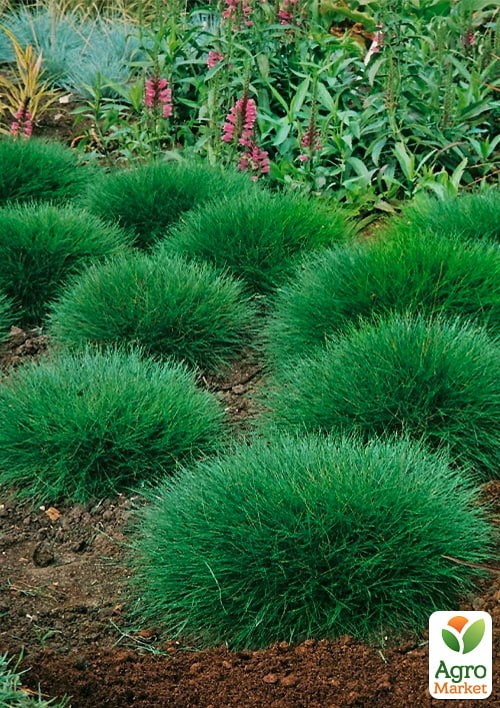 

Овсяница зеленая (Festuca green) вазон С2, высота 15-30см