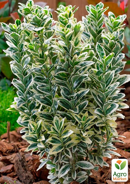 

Бересклет Японский Kathy