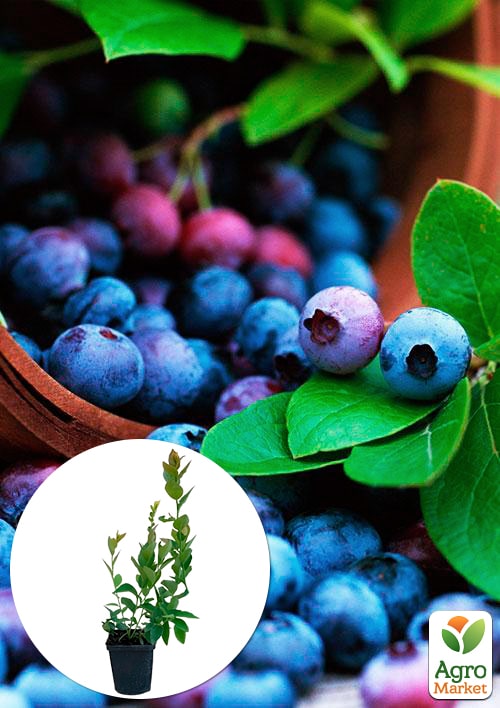 

Лохина (чорниця садова) Шантеклер (Chanticleer) (ранній термін дозрівання, високоврожайний сорт)