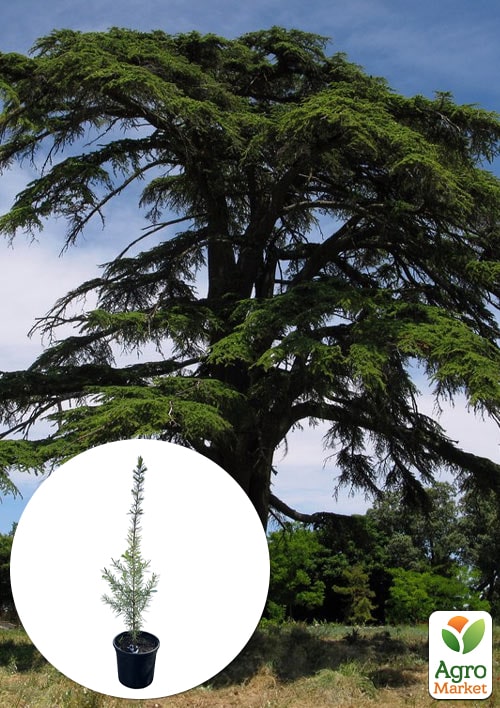 

Кедр Ливанский (Cedrus libani) С1,5, высота 30-40 см