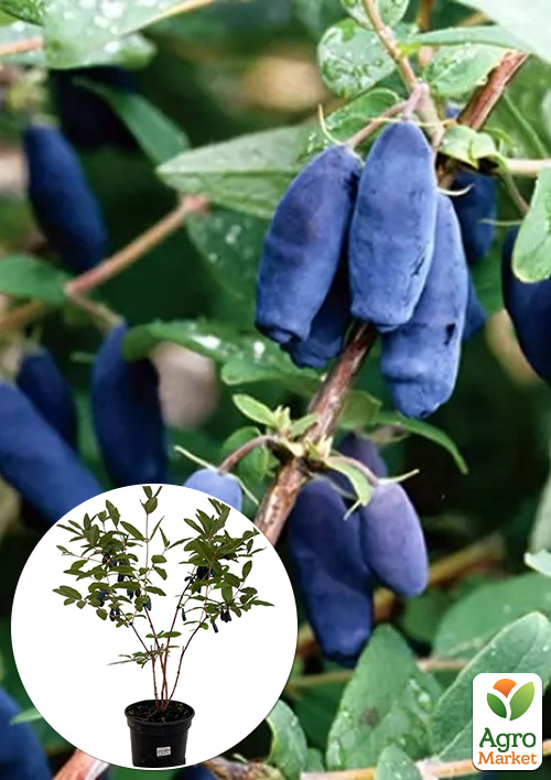 

Жимолость 3х-річна Югана (середньостигла, високоврожайна) С2