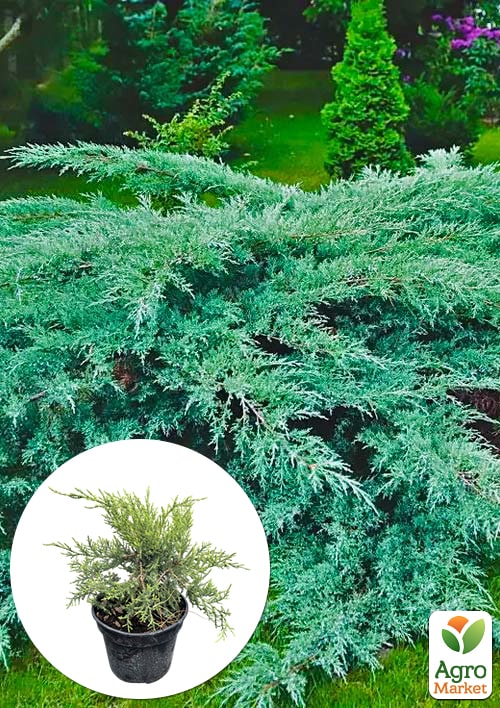 

Ялівець віргінський «Grey Owl» С3, висота 30-40см