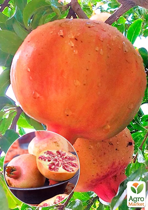 

Гранат Маліссі (середній термін дозрівання)