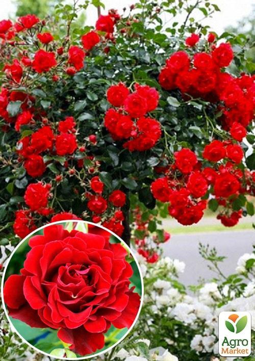 

Троянда штамбова Сатчмо NEW