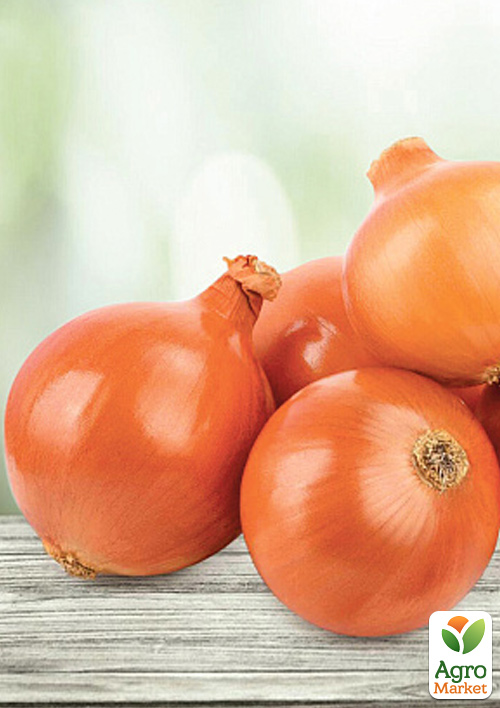 

Голландский лук-севок 0.5кг (арбажейка) ранний, желтый SHERMAN