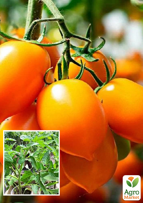 

Розсада Томат Черрі «Зумба F1» (фермерське вирощування), 1 шт. в упаковці