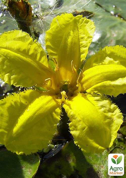 

LMTD Нимфея (водяная лилия) Peltata (корневище)