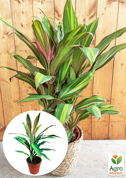 

LMTD Кордилина Lime (высота 35-45см)