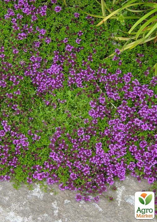 

Тимьян ранний Arcticus (стелющийся, вечнозеленый, пряный)