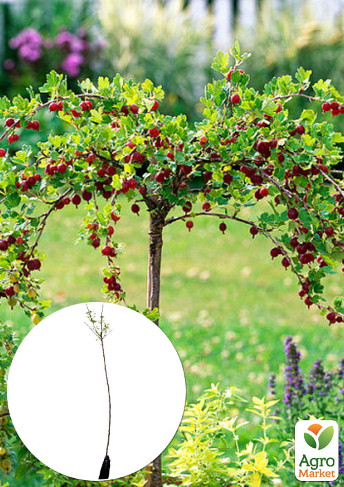 

Крыжовник на штамбе Красный Триумф (средний срок созревания, морозоустойчивый сорт)