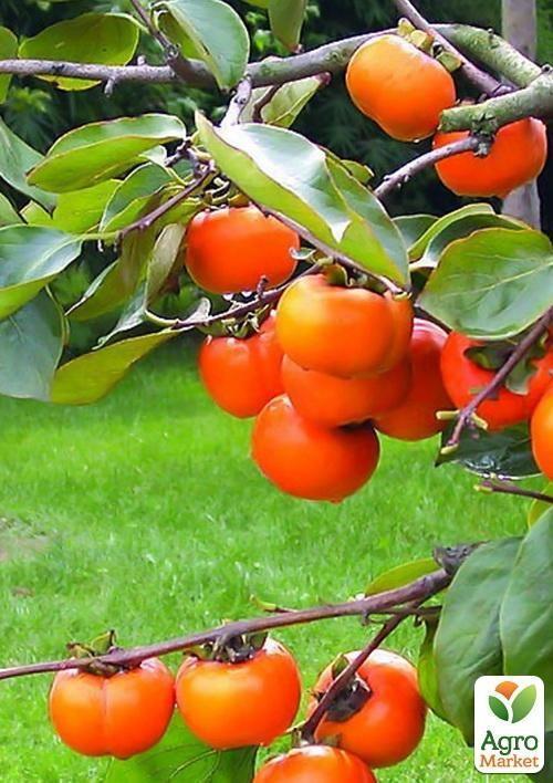 

Хурма на віргінській морозостійкій підщепі Хеакума вищий сорт!