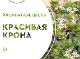 Як обрізати грошове дерево - корисні статті про садівництво від Agro-Market