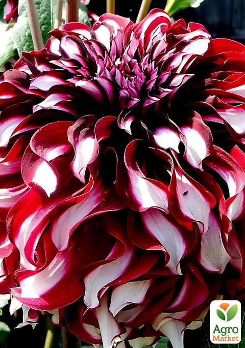 

Жоржина X-Factor (гігантська квітка)