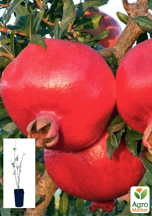 

Гранат садовий 2-х річний «Гюлейша червона» (висота саджанця 40-60см)