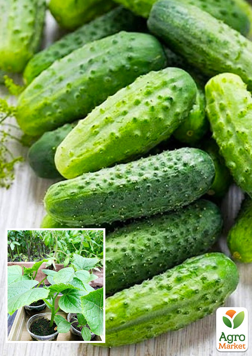 

Розсада Огірок «Засолочний» (фермерське вирощування), 1шт в упаковці