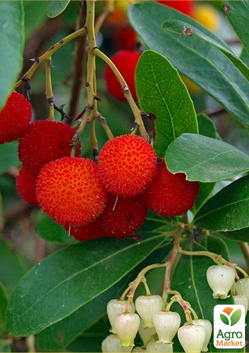 

Арбутус розовоцветный Rubra (земляничное дерево) вазон Р9