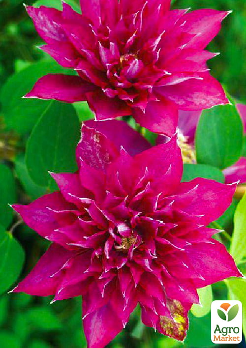 

Клематис махровый Fayer fleym (Файер флейм)