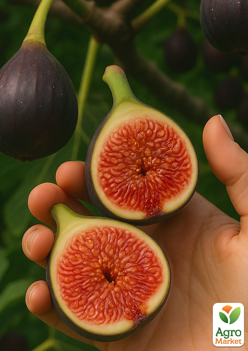 

Інжир Брева (великоплідний, самоплідний сорт)