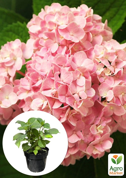 

Гортензия крупнолистная 2-х летняя Silky Pink высота саженца 25-45см