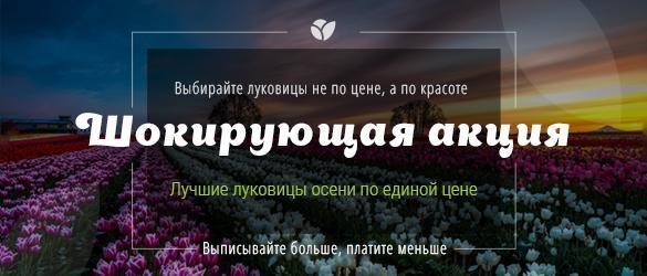 Шокирующая акция: единая цена на все луковицы Шокирующая акция: единая цена на все луковицы