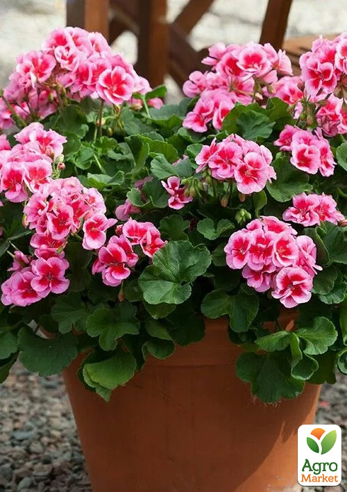 

Пеларгония зональная Dark Line Pinkberry