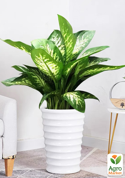 

Диффенбахия (Dieffenbachia) Tropic Snow высота 40-60см