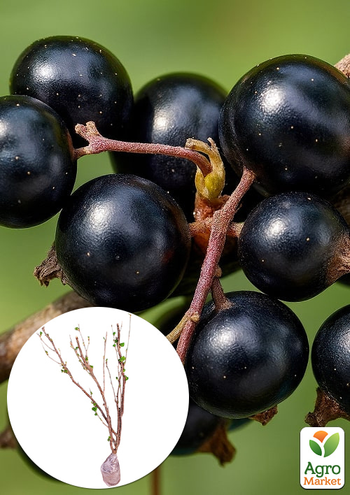 

Смородина чёрная 3-х летняя Глаз Дракона (ранний срок созревания, крупноплодный сорт)