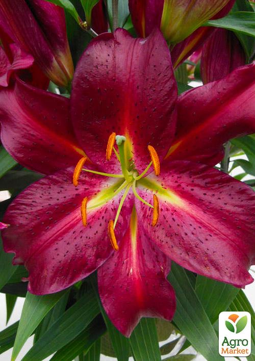 

Лілія Гігант Avinger