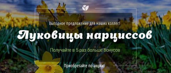 Впервые акция на луковицы нарциссов! Получайте в 5 раз больше бонусов за покупку! Впервые акция на луковицы нарциссов! Получайте в 5 раз больше бонусов за покупку!