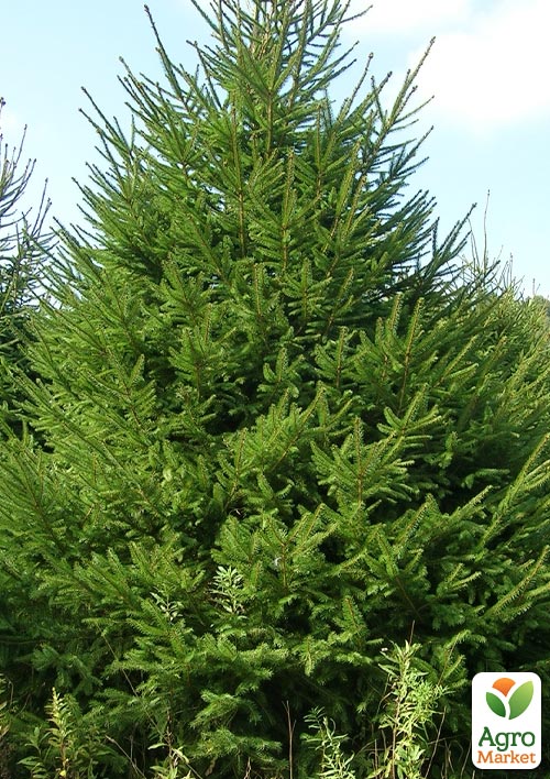 

Ялина європейська Королева саду (Queen of the garden) горщик P9