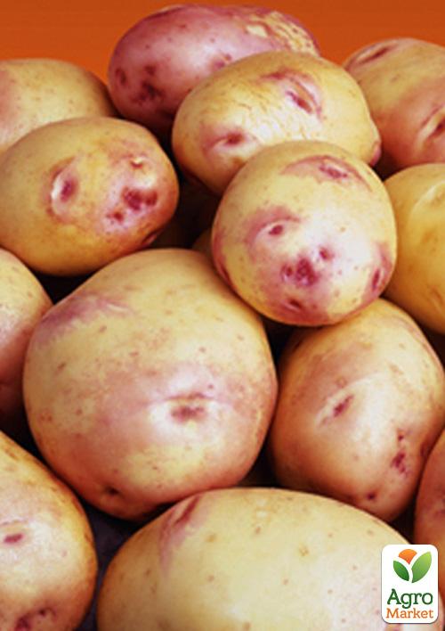 

Картопля Вентана насіннєва пізньостигла (1 репродукція) 1кг