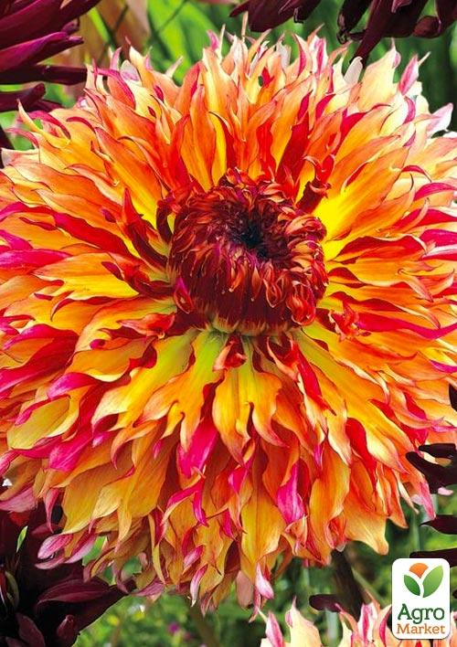 

Жоржина Myrtle`s Folly