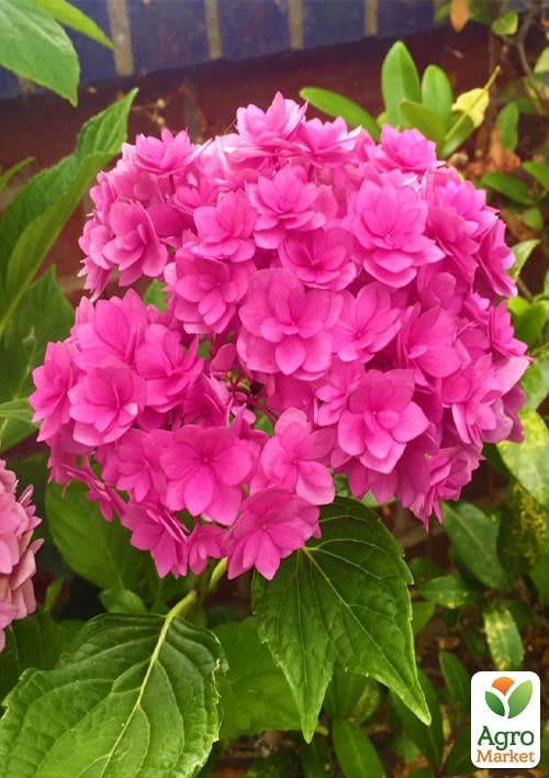 

Гортензія крупнолиста рожева Forever and ever Pink