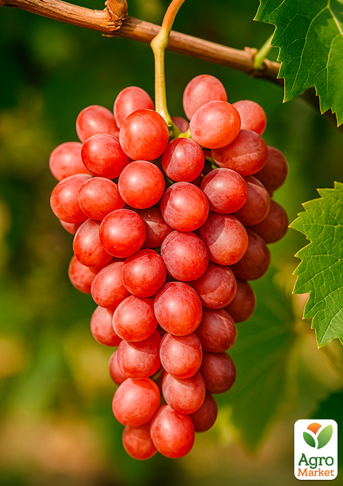 

Виноград Дольче Солнечный (масса грозди 600-1200 гр масса ягоды 12 гр)