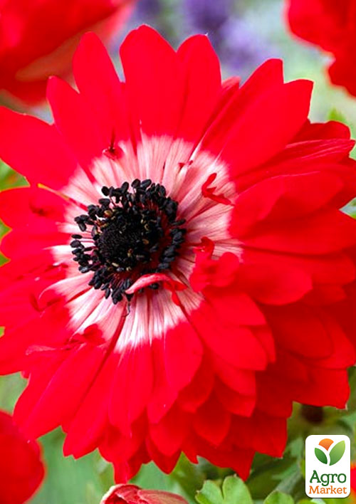 

Анемона махрова червона The Governor 979 (розмір 5/6, великий) 5шт в упаковці