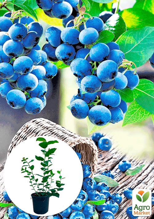 

Голубика (черника садовая) 2 года Сиерра (Sierra) С2 высота 50-60см