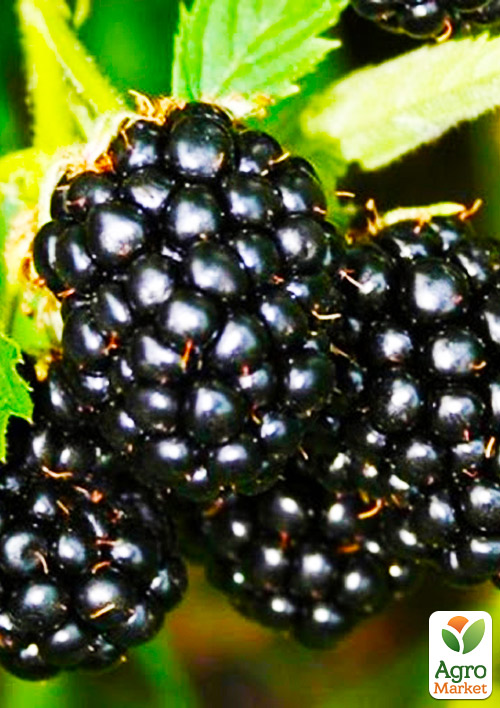 

Ожина пізньостигла Апаче (Apache)