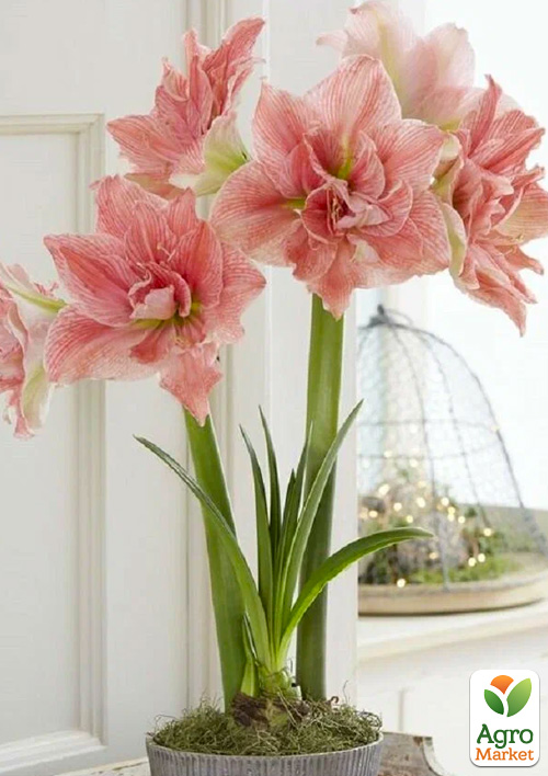 

Амариліс (гіппеаструм) махровий у горщику Sweet Nymph