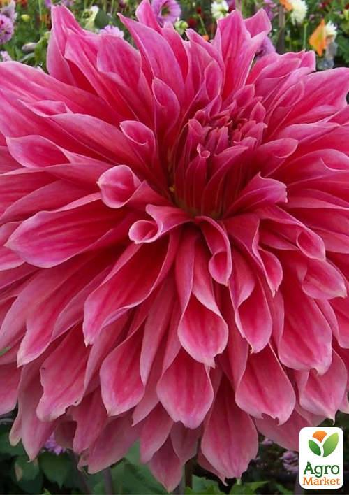 

Георгина Emory Paul (гигантский цветок)