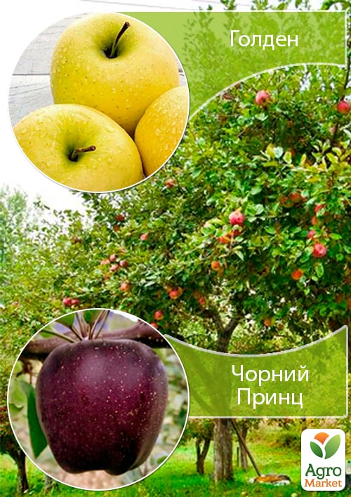 Дерево-сад Яблоня "Голден+Черный Принц" укорененный в контейнере (саженец 2 года) 1 саженец в упаковке