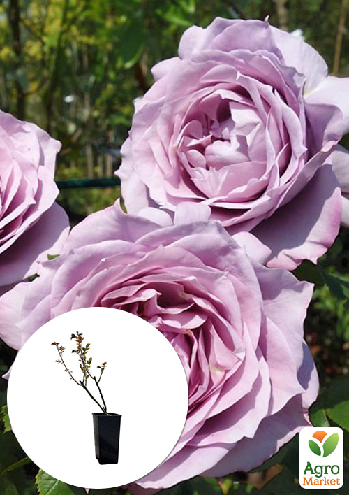 

Троянда флорибунда Новаліс'' в контейнері, вищий сорт