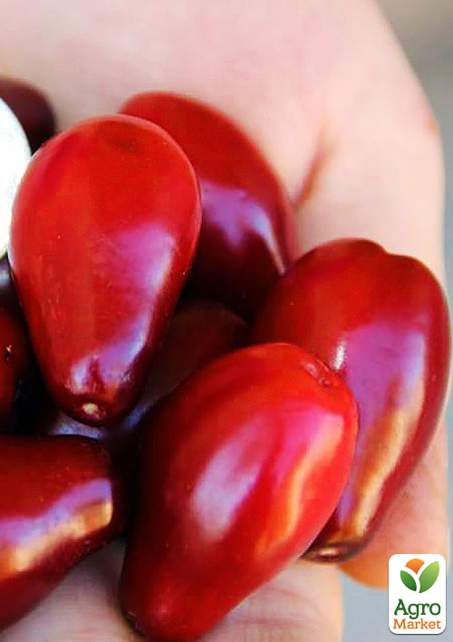 

Кизил Михайлівський