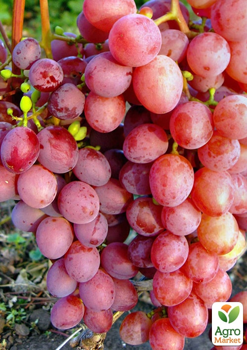 

Виноград Кримсон Сидлис (кишмиш, средне-поздний срок созревания)