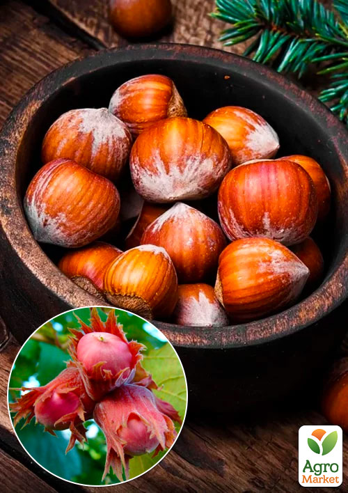 

Фундук Варшавський (червонолисний, середній термін дозрівання, перехресне запилення, садити по 2 шт)