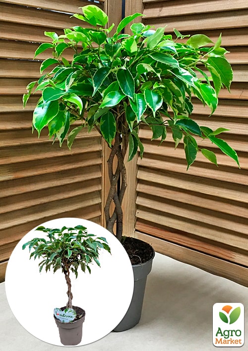 

LMTD Фікус Бенджаміна Kumani переплетений стовбур (висота 35-45см)