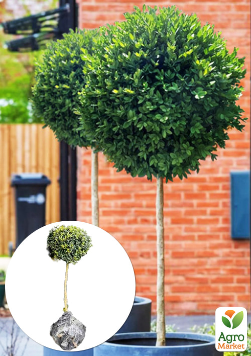 

Самшит вечнозеленый формированный шар на штамбе