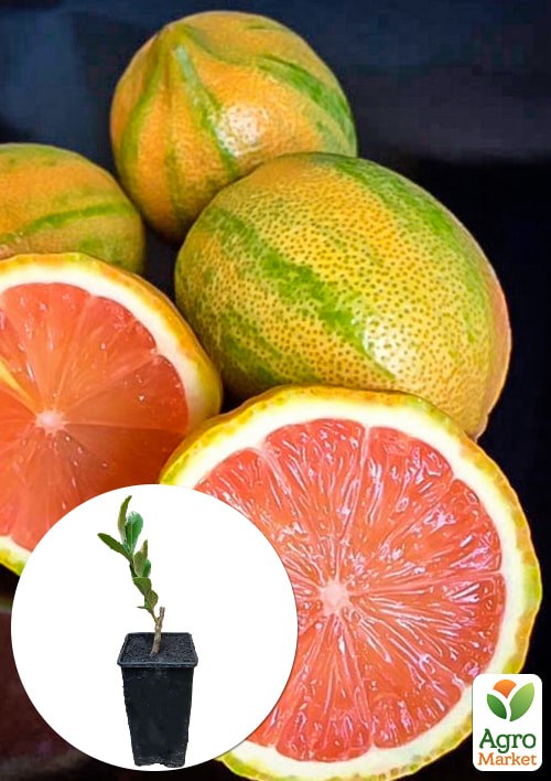 

Лайм вариегатный Tahiti Variegata (очень сочный, ароматный плод)
