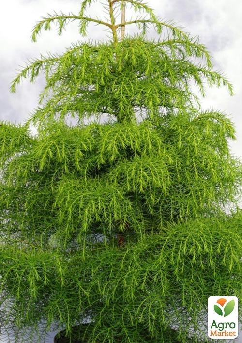 

Криптомерия японская Элеганс Виридис(Cryptomeria japonica Elegans Viridis) вазон Р9